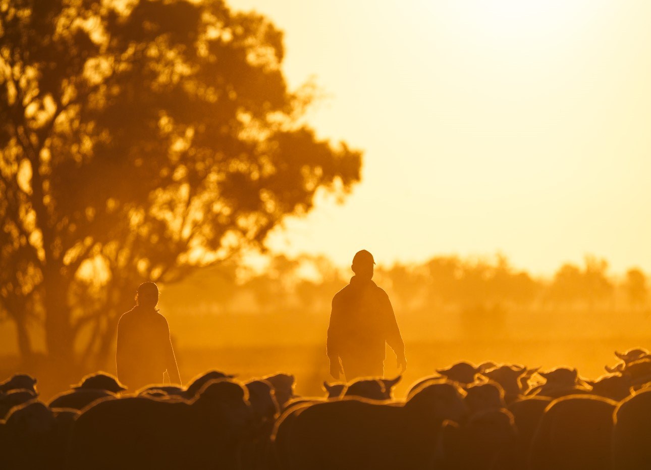 Sheep Sunset