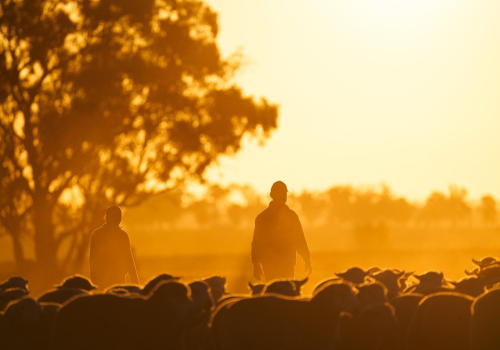 Sheep Sunset