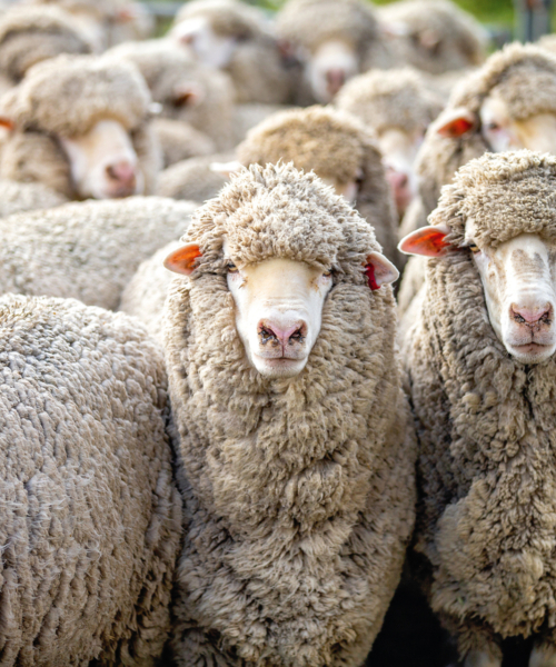 SA Sheep Industry Blueprint - Read more!