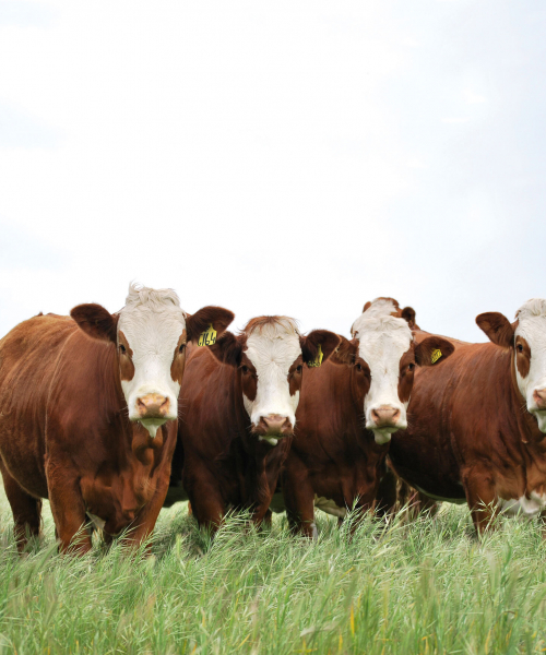 SA Beef Industry Blueprint - Read more!