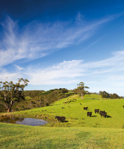 SA Livestock Biosecurity Blueprint- Read more