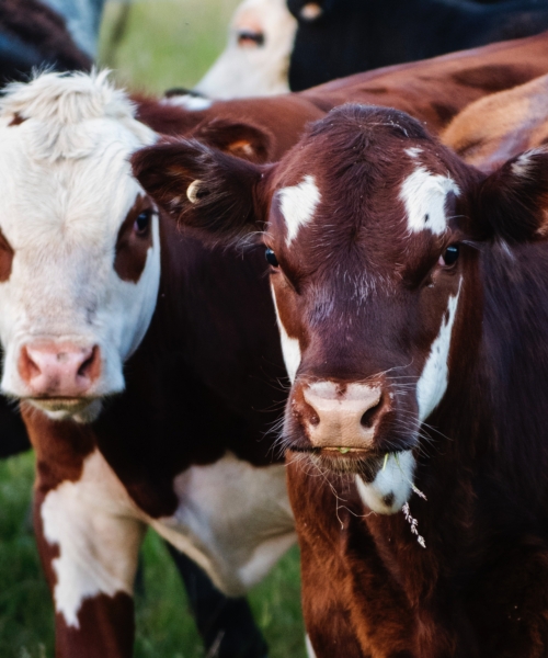 FMD Factsheet for Cattle