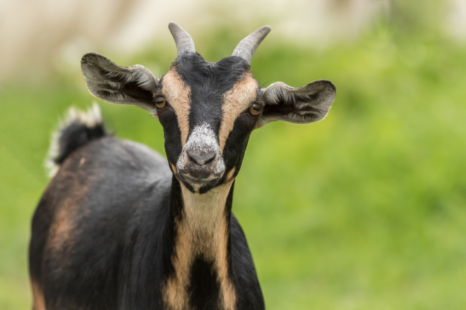 Goats 13